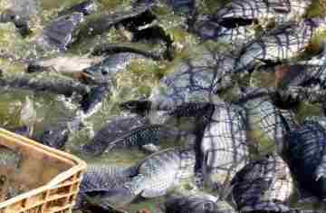  Líder na piscicultura, Paraná orienta produtores no manejo dos viveiros no verão
